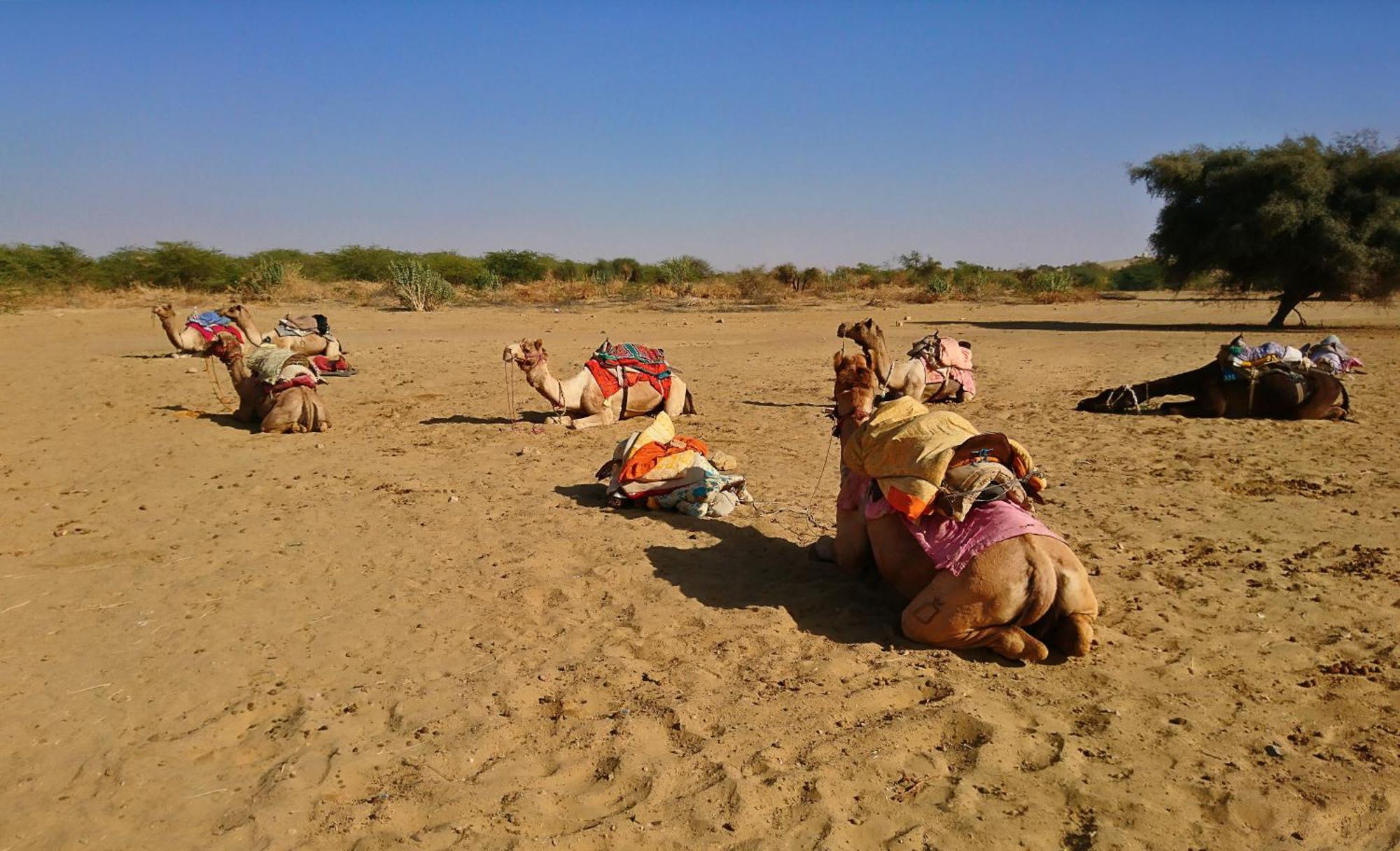 Hotel Royal Jaisalmer Bagian luar foto